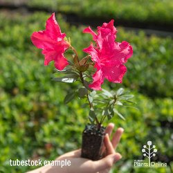 APO-Dorking-tubestock-250.jpg