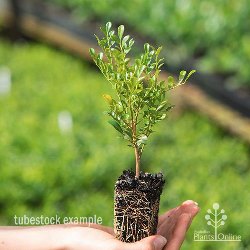 Min-a-min-rooted-250.jpg