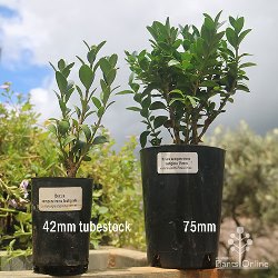 buxus-two-sizes-250.jpg